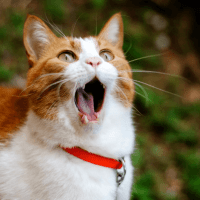 Описание болезней, которыми часто страдают шотландские вислоухие кошки