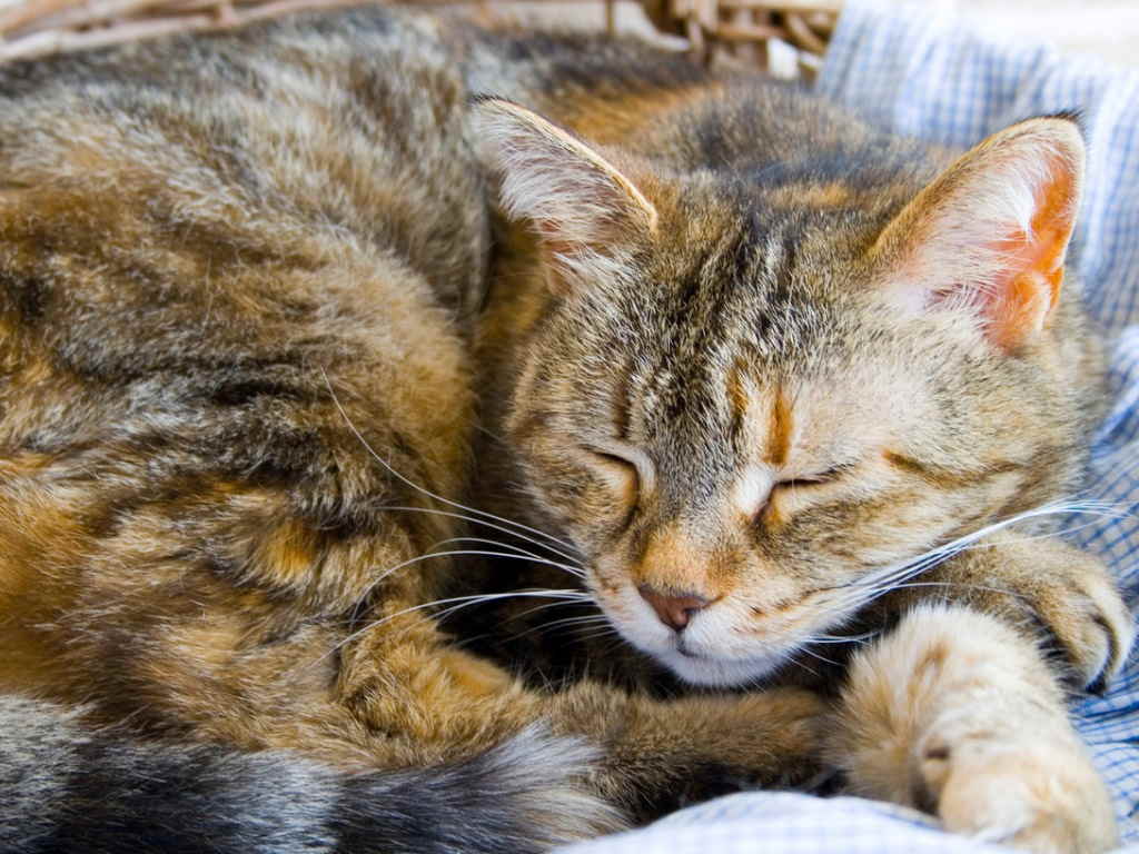 Простуда у кошек: симптомы, диагностика, лечение