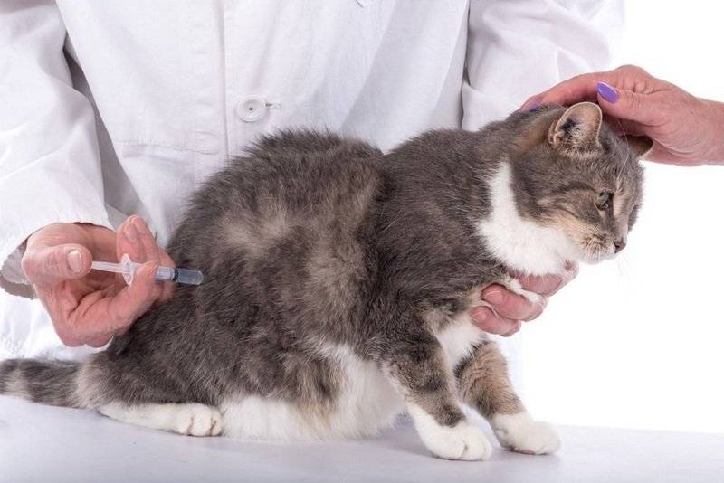 Лишай у кошек: лечение до полного исцеления