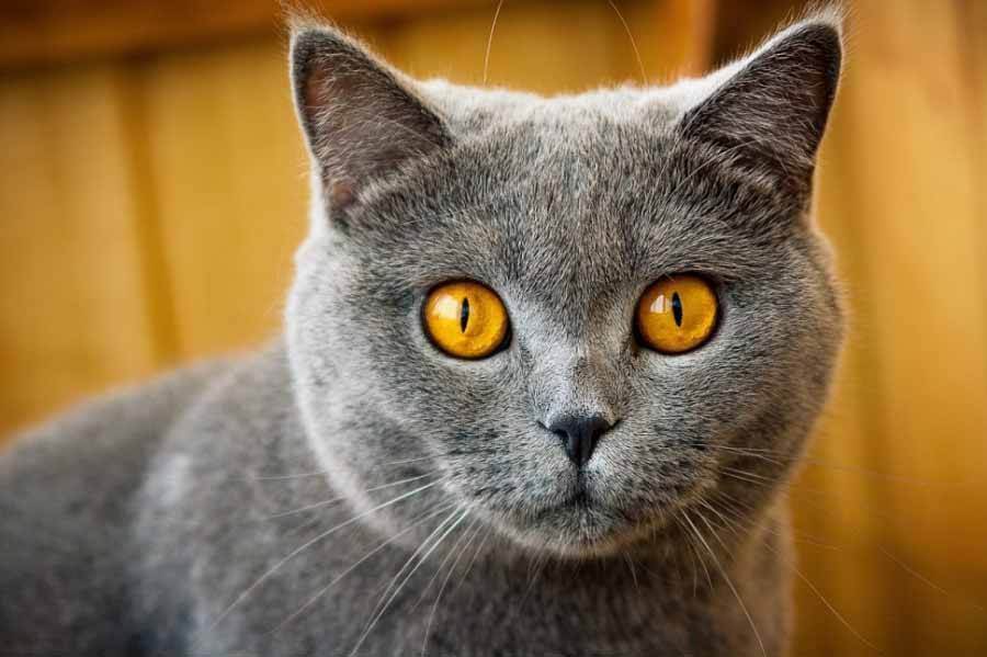 Тест «какая ты кошка»: раскроет твои тайные черты характера