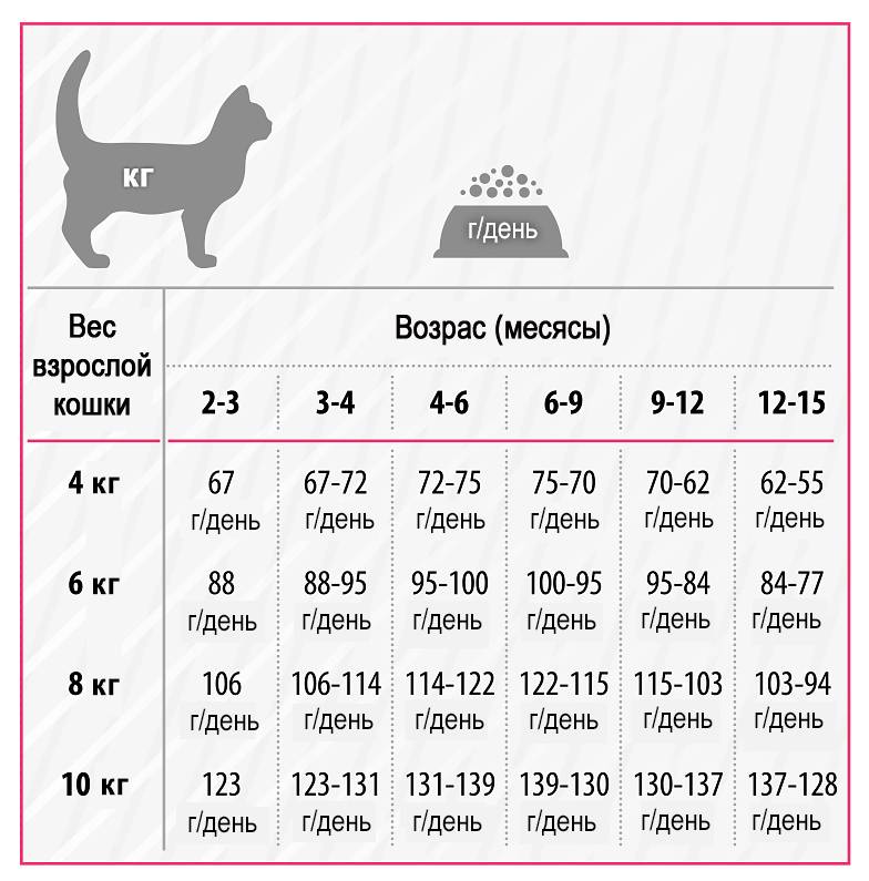 Сколько раз кормить кошку в день: суточная норма кормления для котенка и взрослой кошки