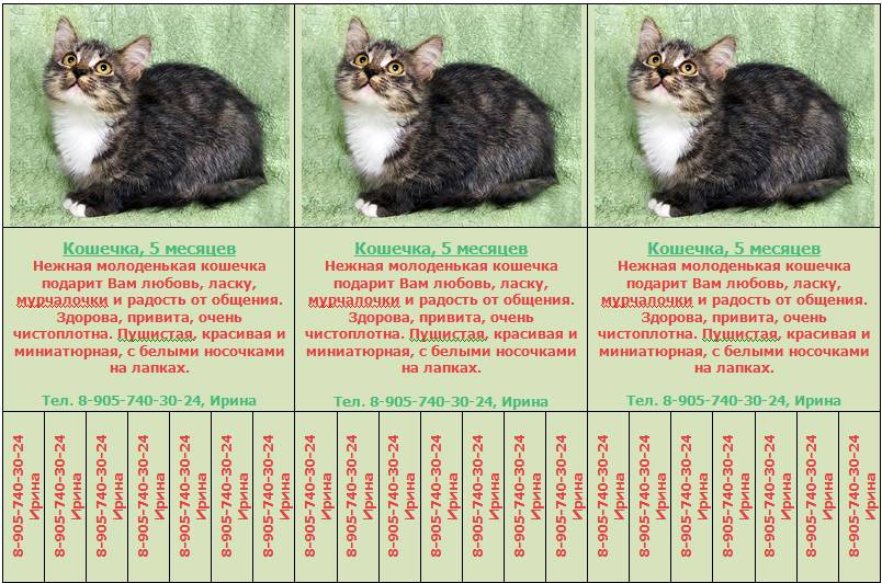 Таблица веса котят по месяцам: от рождения до года