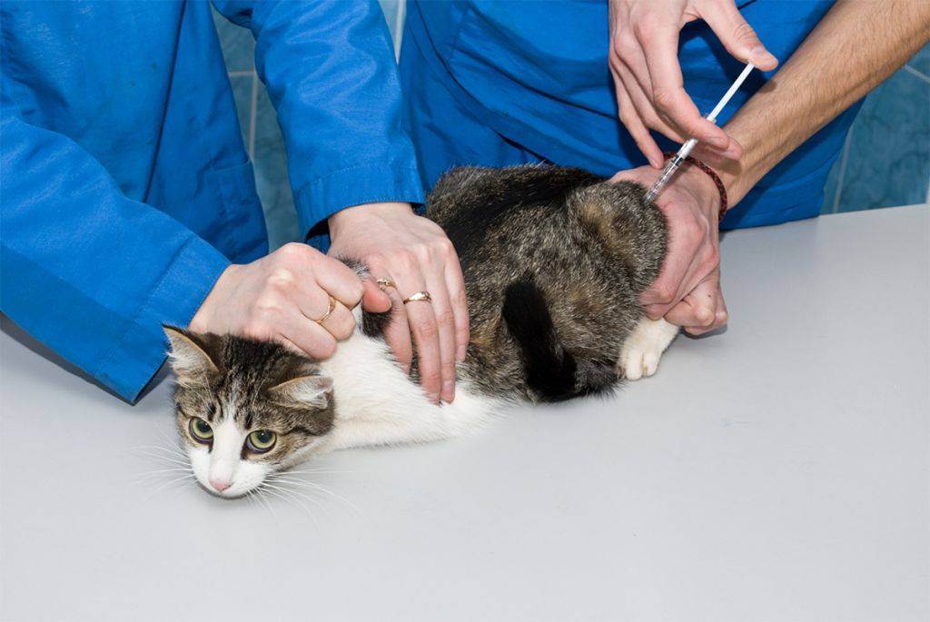 Хромота у кошек после прививки