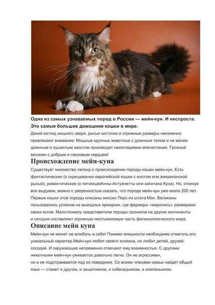 Описание породы кошек мейн-кун с фотографиями, стандарты, содержание и уход