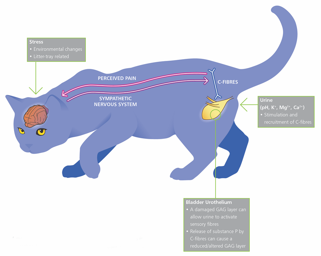 Цистит у кошек: симптомы и лечение в домашних условиях, профилактика заболевания