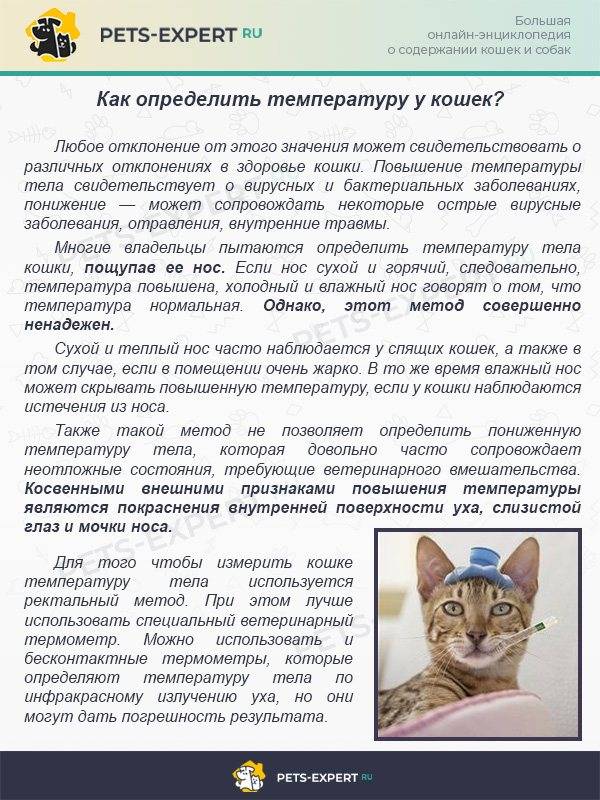 Чумка у кошек и котов (панлейкопения): симптомы, лечение котят и взрослых животных в домашних условиях