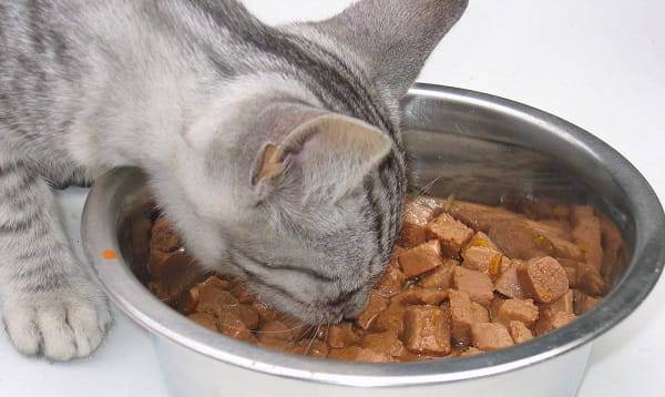 Корм для шотландских вислоухих кошек: можно ли кормить котенка сухим кормом? какой корм лучше выбрать для кота? корма премиум-класса и другие разновидности