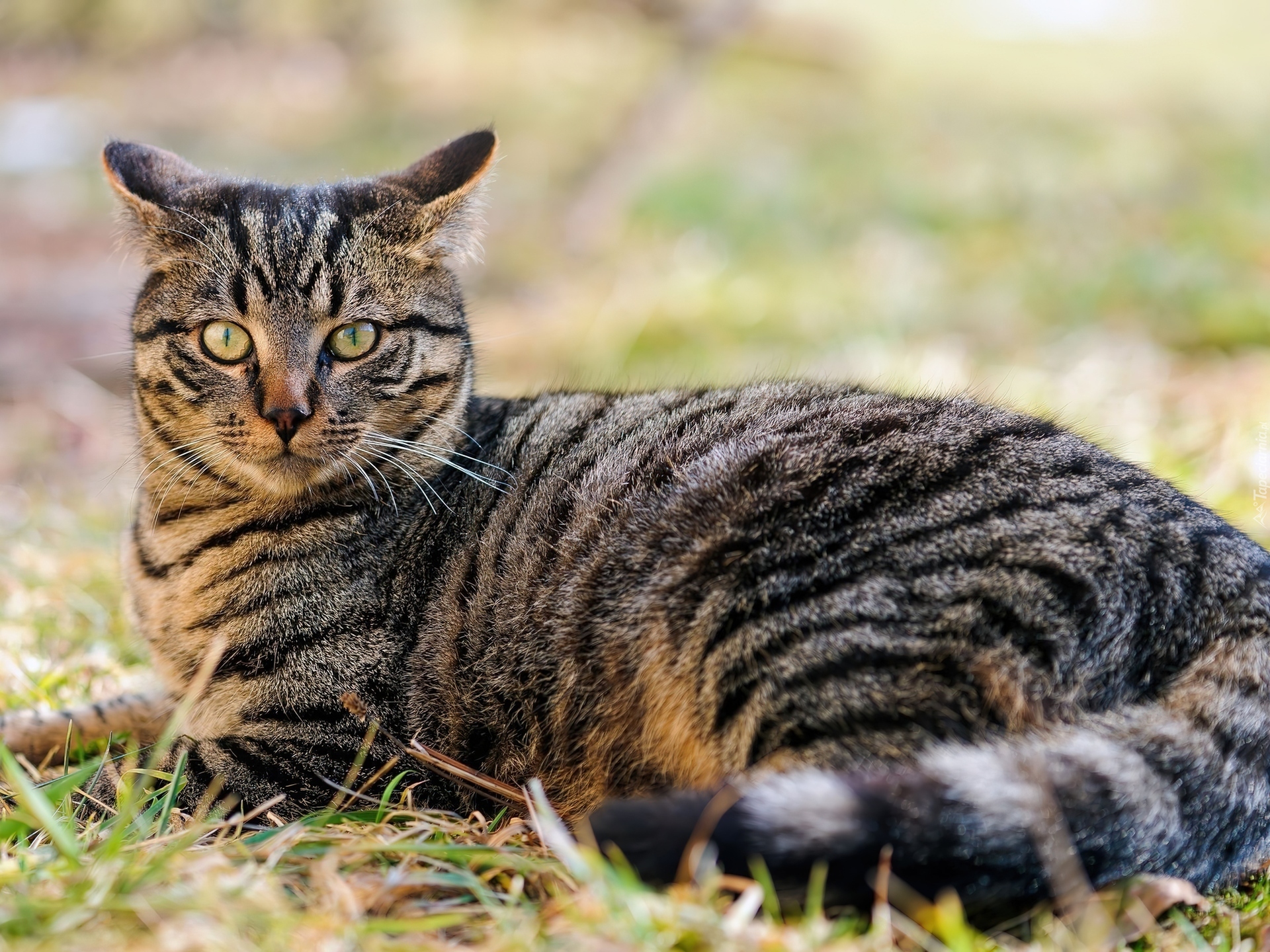 Как называется порода полосатых кошек окраса табби?