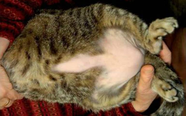 Кошка сильно линяет: что делать, причины, почему у кота выпадает шерсть в домашних условиях
