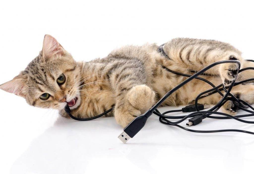 Как отучить кошку грызть провода: почему кошки грызут провода?