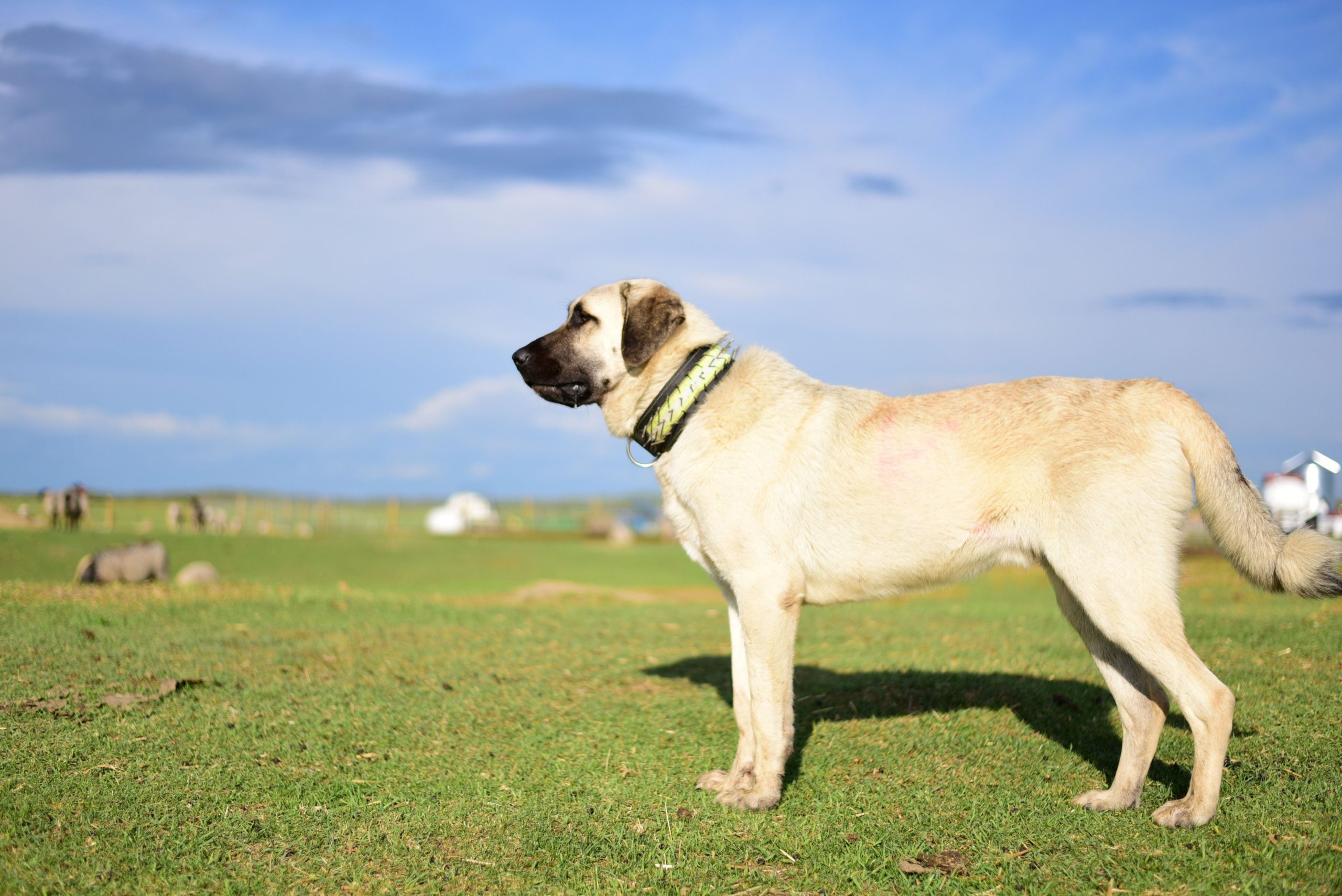 Акбаш: собака, фото, описание породы, характеристики