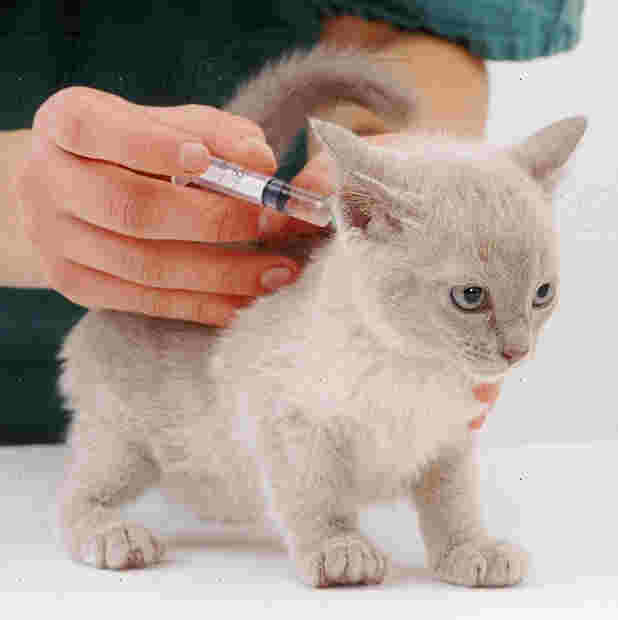 Когда делать кошке прививку от бешенства