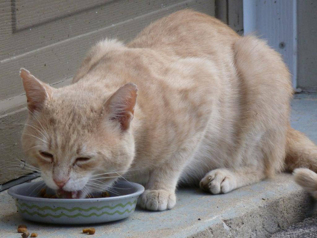 Кота рвет после еды: почему и что делать