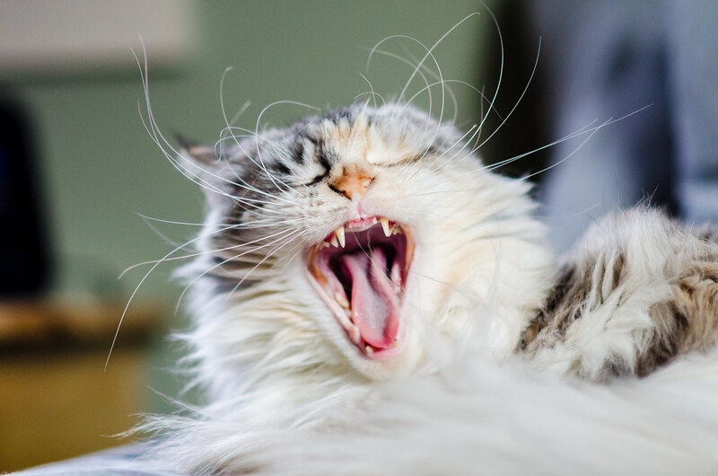 Кошка часто зевает причины – защита имущества