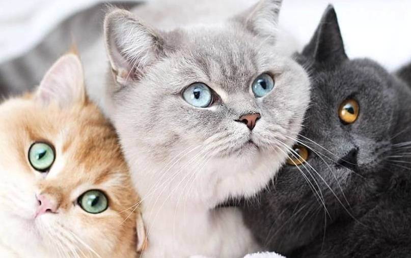 Осложнения у кошки после родов: виды, признаки, лечение