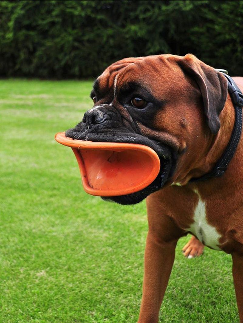 Смешные породы собак с фотографиями и названиями | petguru