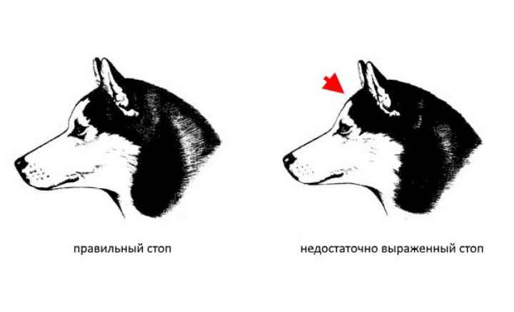 О чем нам расскажет нос собаки