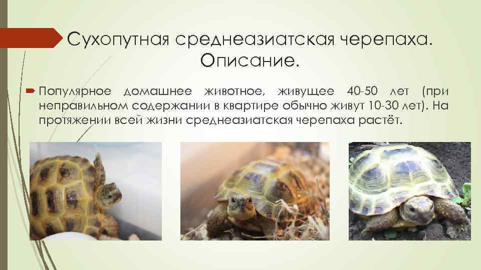 Уход за сухопутной черепахой в домашних условиях