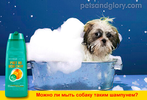 Можно мыть собаку человеческим шампунем. Мытье собаки. Мыльная собачка. Можно мыть. Собачий шампунь.