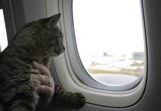 Перевозка кошек в автомобиле, в поезде, в самолете, за границу