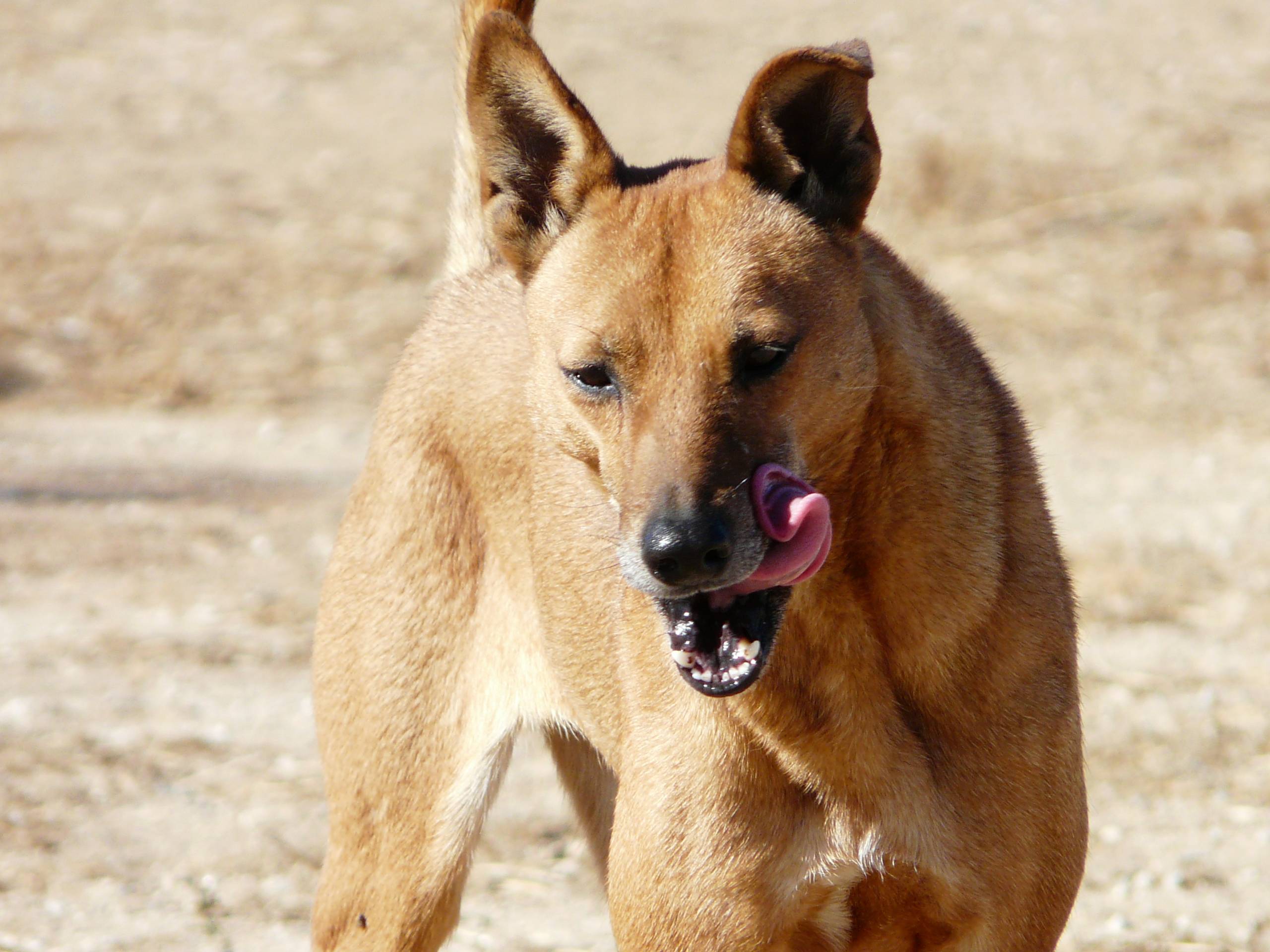 Португальская водяная собака: стандарт вассерхунда, внешность и характер породы, как содержать и ухаживать за кан даигуа, отзывы и фото