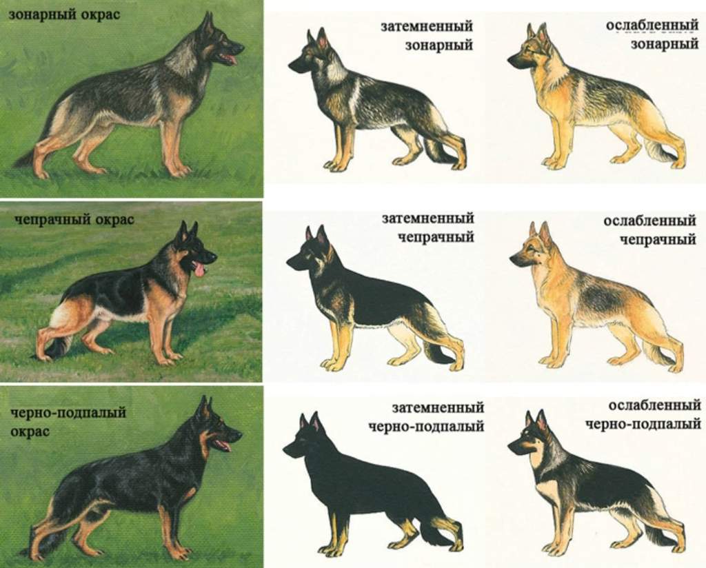 Как правильно выбрать щенка немецкой овчарки