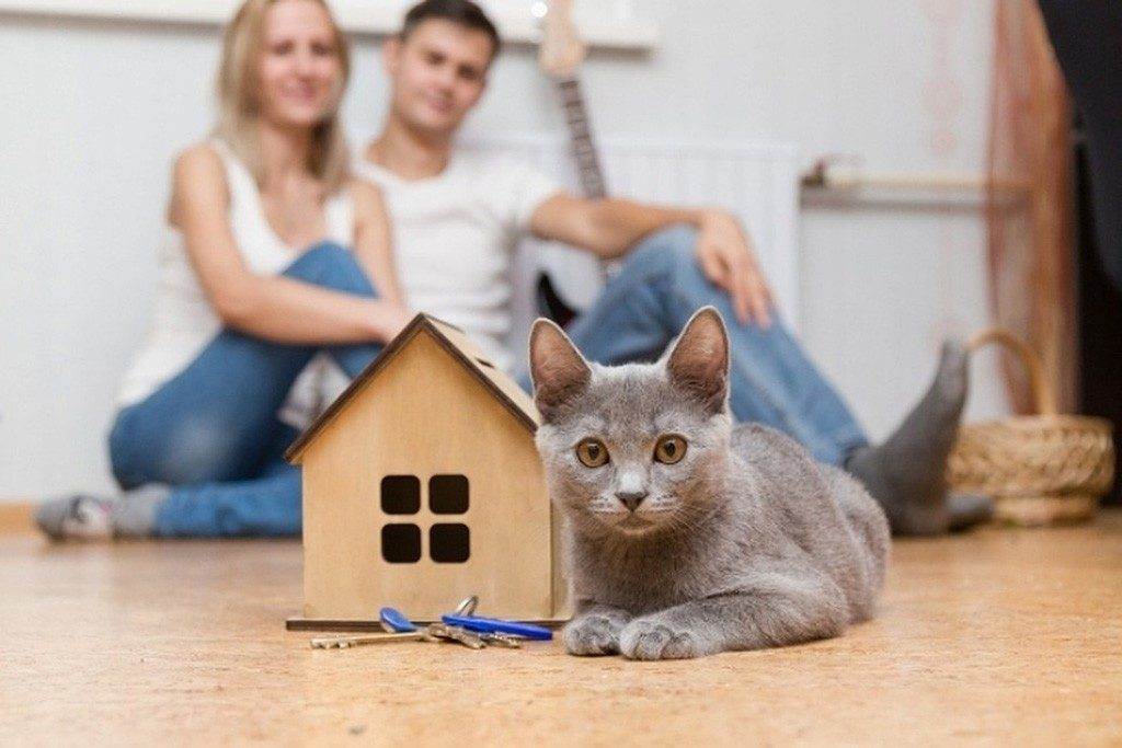 Адаптация взрослой кошки в новом доме: переезд в новую семью - как помочь коту адаптироваться