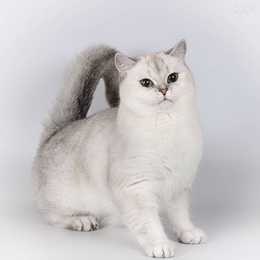 Кошка породы шиншилла (55 фото): описание шиншилловых котов, особенности характера. котята белого и голубого, серого и другого окраса