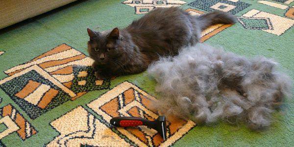 Все о линьке у кошек: причины, длительность, как уменьшить количество шерсти