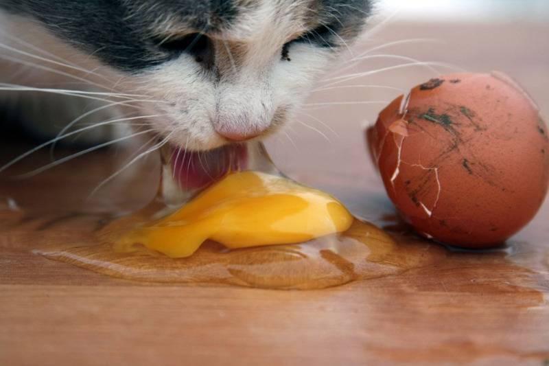 Можно ли кошкам давать яйца