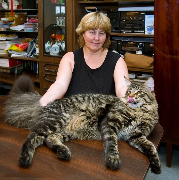 Размер домашней кошки. Кошка Мейн кун. Сибирский Мейн кун. Мейн кун взрослый кот. Порода больших котов.