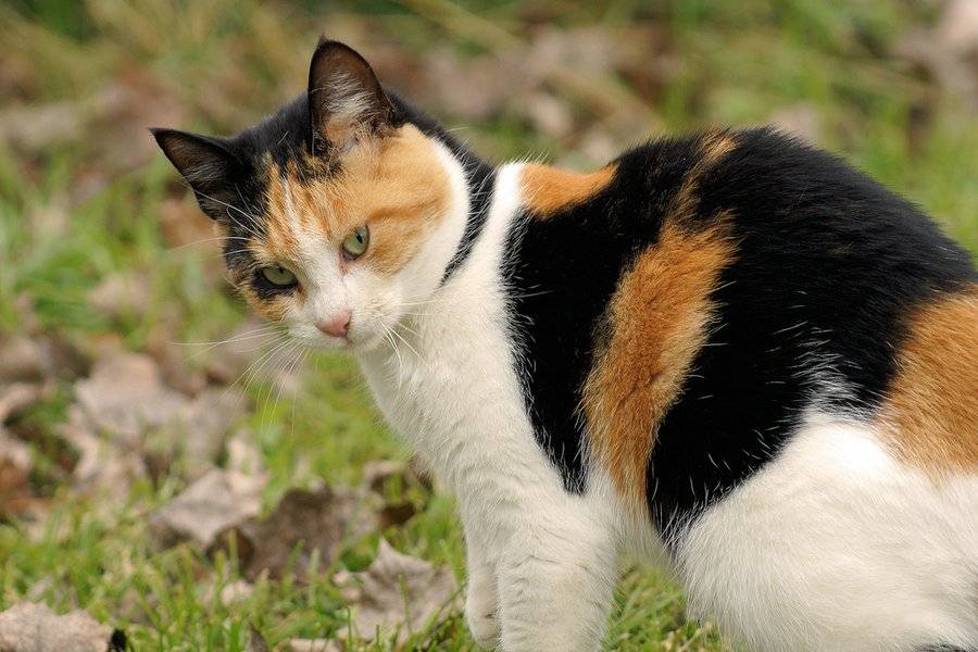 Трехцветная кошка в доме: приметы, поверья и суеверия