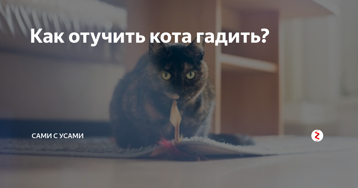 Почему кошка писает на кровать: причины и методы отучения | ваши питомцы