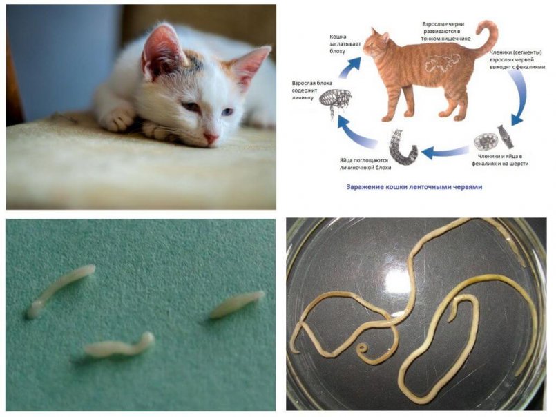 Как определить глистов у кошки?