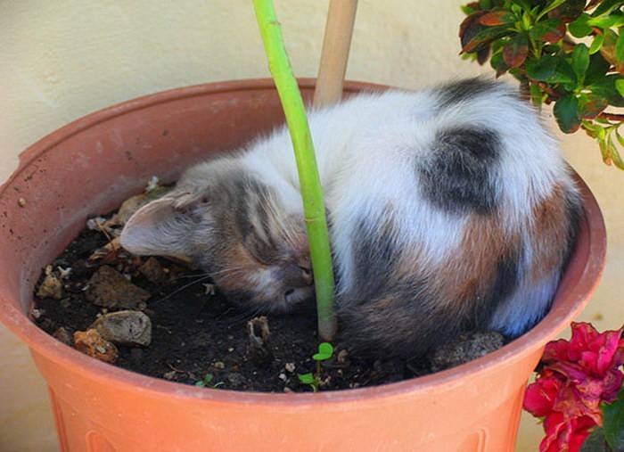 Кошка ест землю из цветочного горшка, что делать?