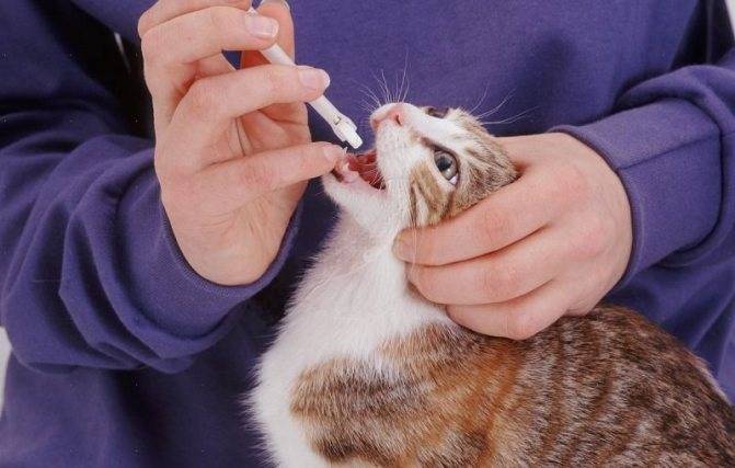 Запах изо рта у кошки