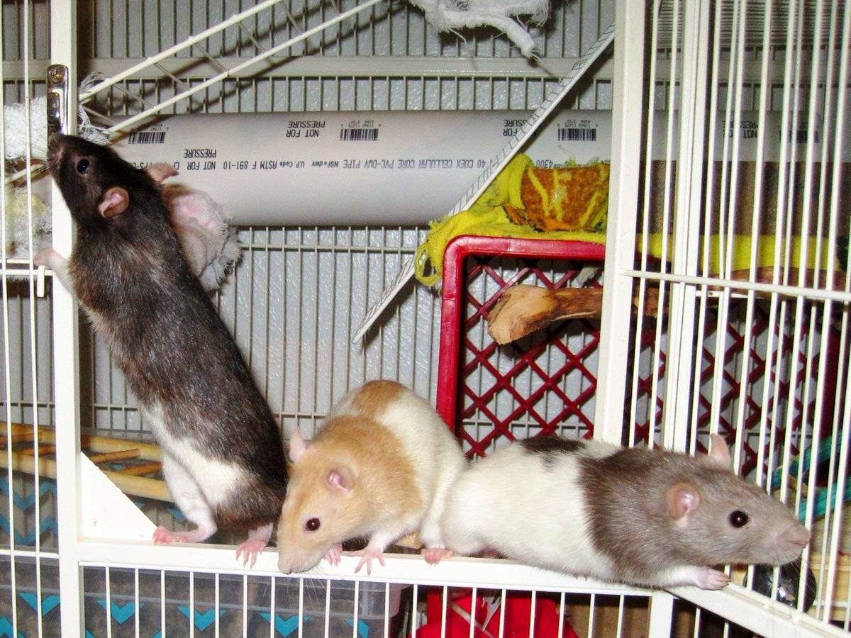 Домашняя декоративная крыса: уход, содержание и дрессировка