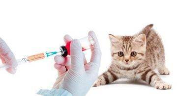 Какие прививки нужны котятам, когда делают первую вакцинацию от бешенства?
