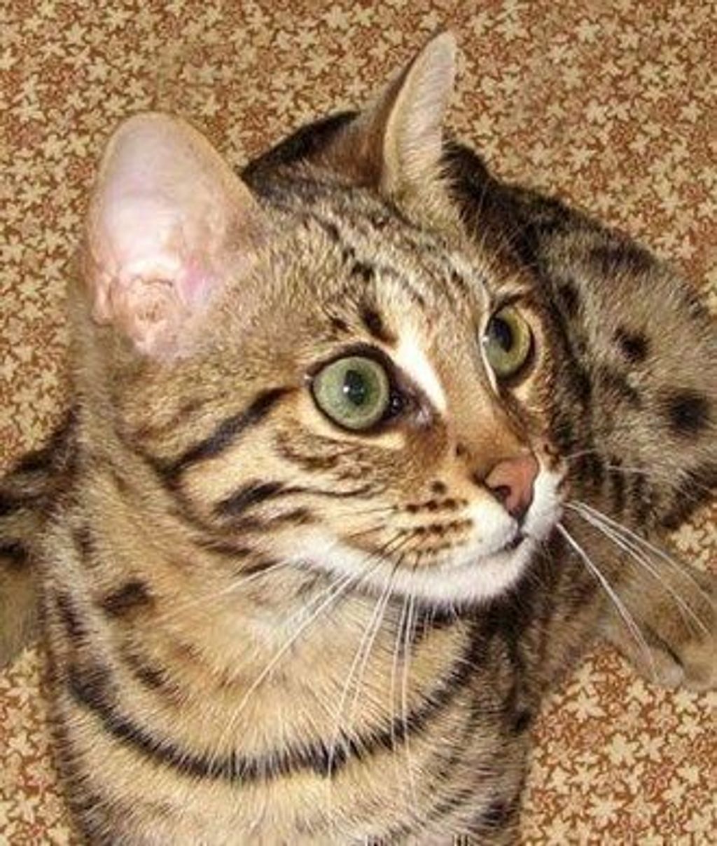 Дальневосточный кот: дикий амурский красавец