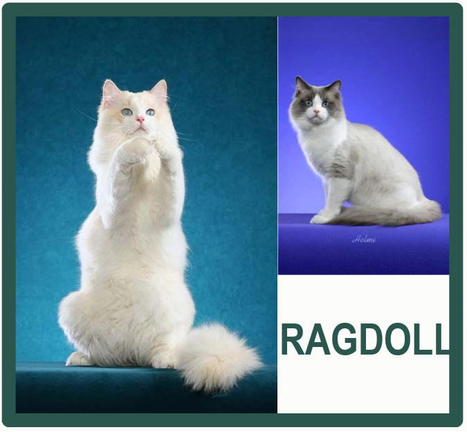 Рэгдолл – крупные кошки с добрым нравом и голубыми глазами - мир кошек