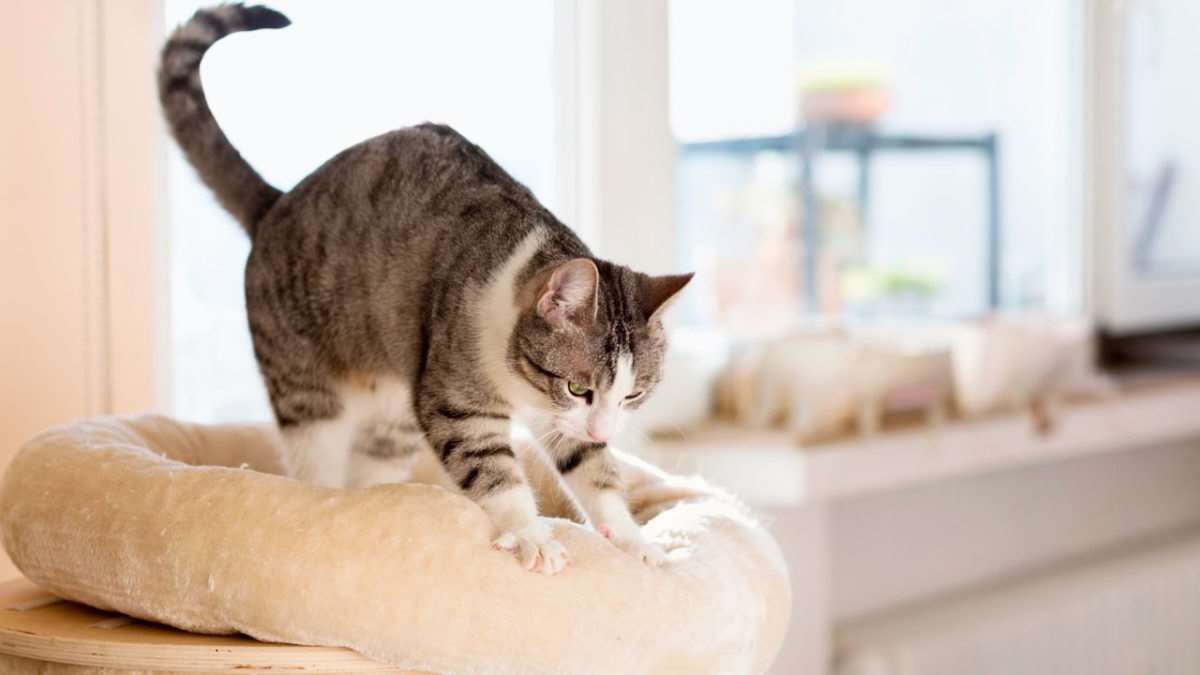 Почему кошки топчут нас лапками: восемь ответов на один вопрос