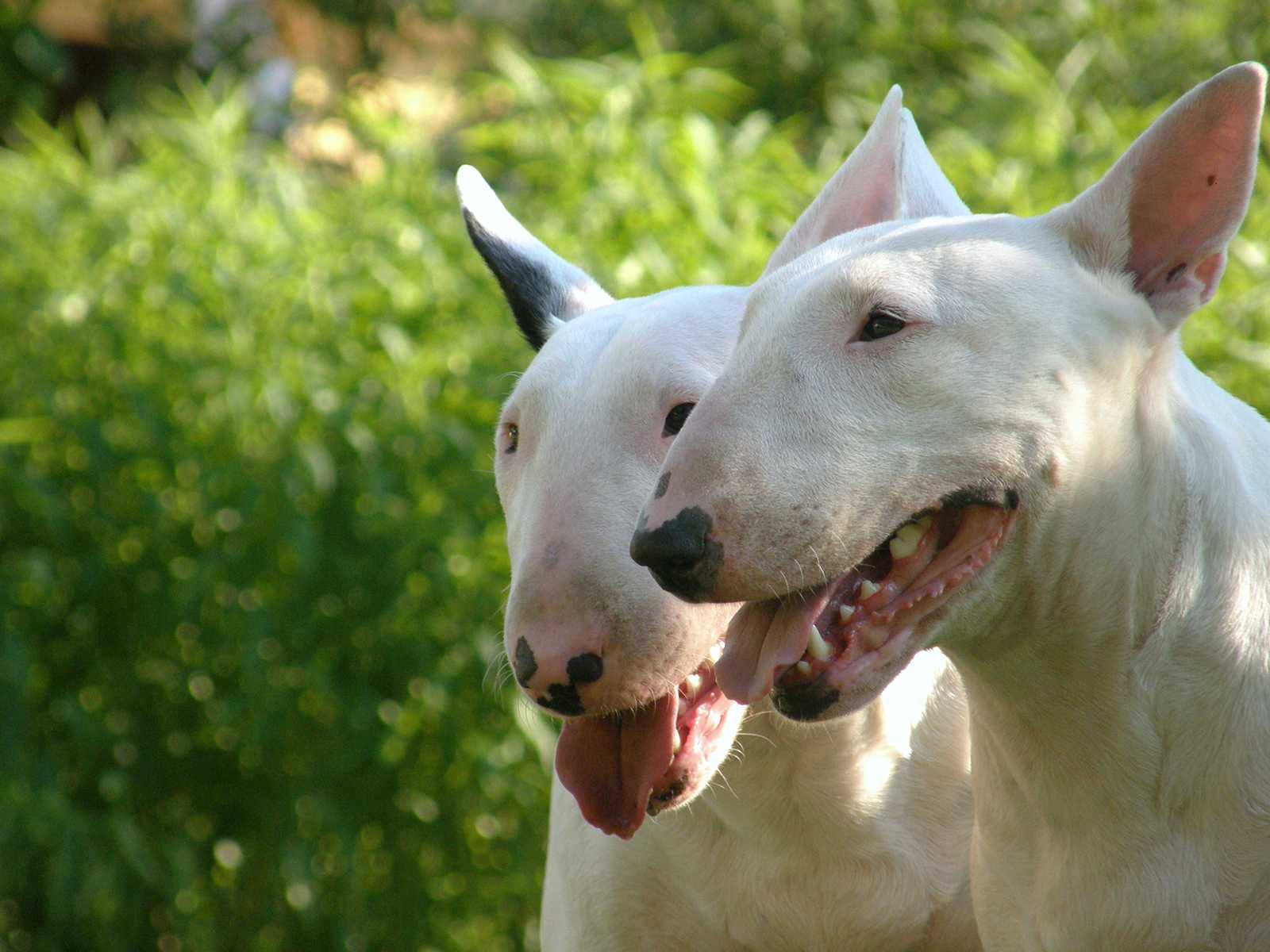 Описание породы бойцовской собаки с вытянутым крысиным носом: внешность вида