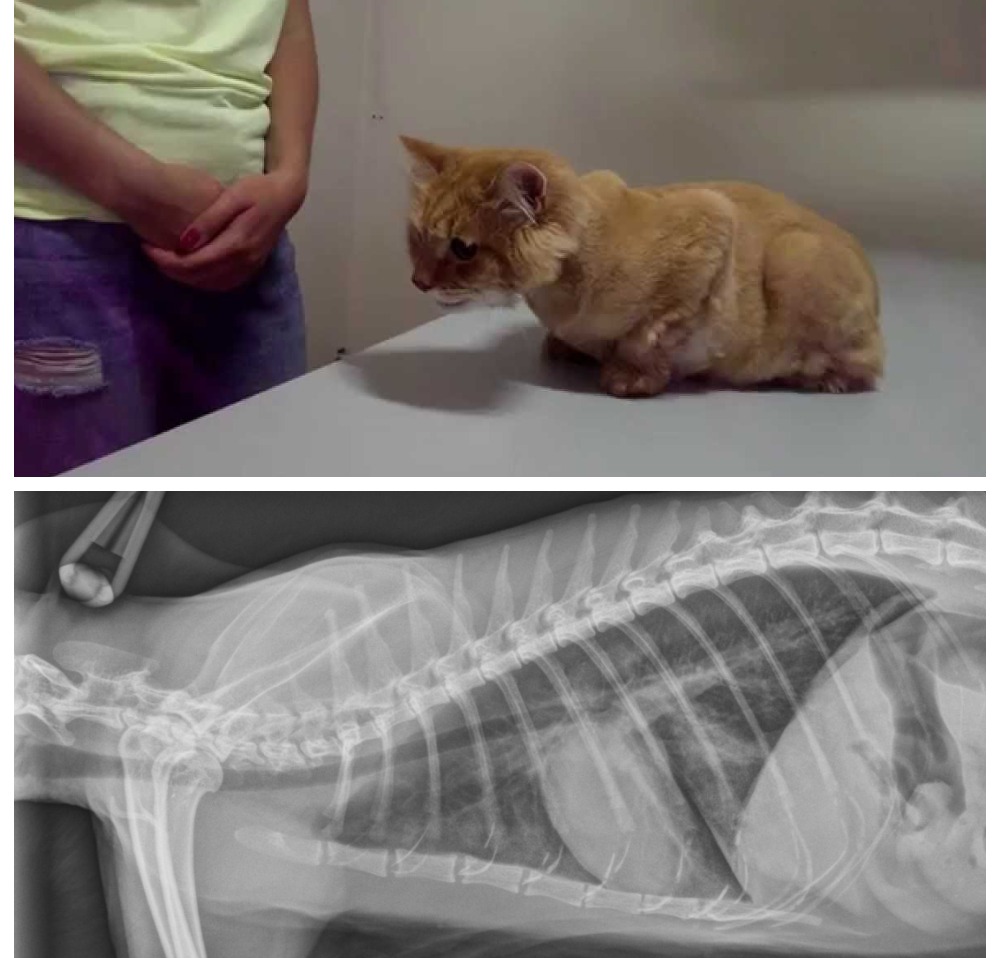 Отек легких у кошек: первые признаки, диагностика и лечение