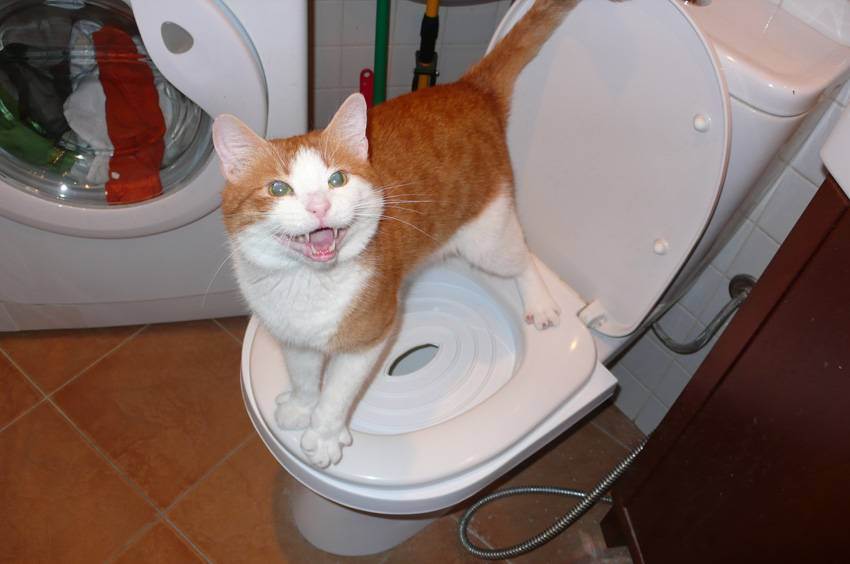 Котенок мяукает когда ходит в туалет, почему кошка бегает перед туалетом?