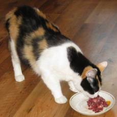 Можно ли давать сырое мясо кошкам, с какого возраста разрешается кормить им котят?