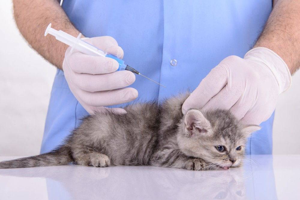 Вакцина для кошек от токсоплазмоза