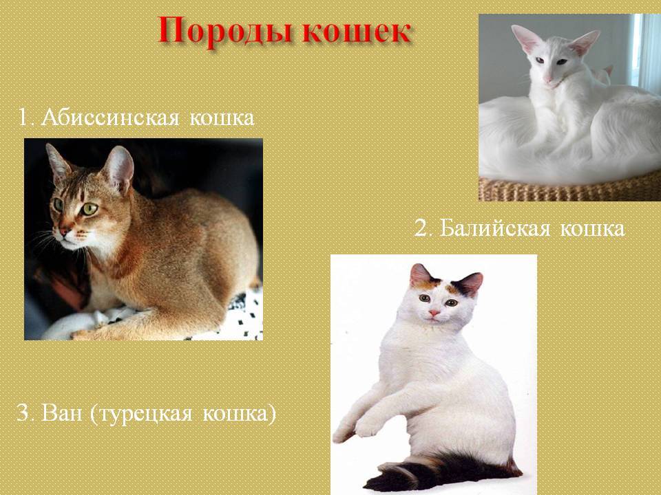 Тонкинская кошка или тонкинез - 100 фото и видео описание внешности и характера