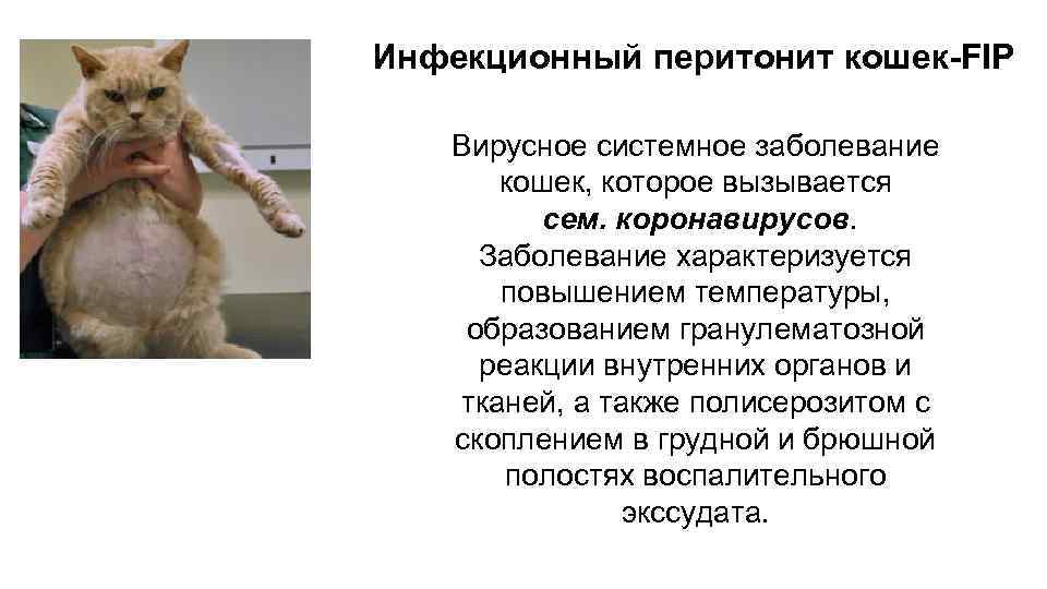 Коронавирус у кошек - симптомы, лечение коронавирусного энтерита кошек в москве . ветеринарная клиника "зоостатус"