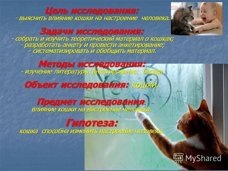 Влияние кошек на здоровье человека
