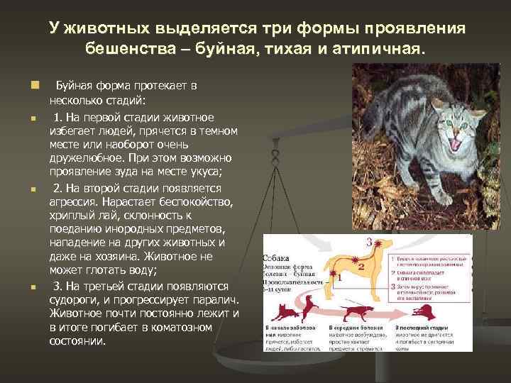 Бешенство у кошек: первые признаки и симптомы, профилактика и лечение